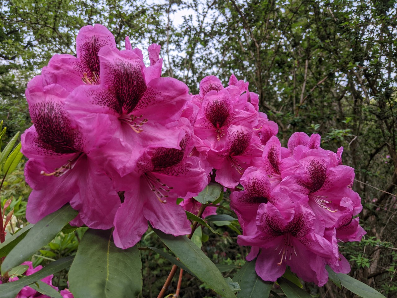 'Jephtha'